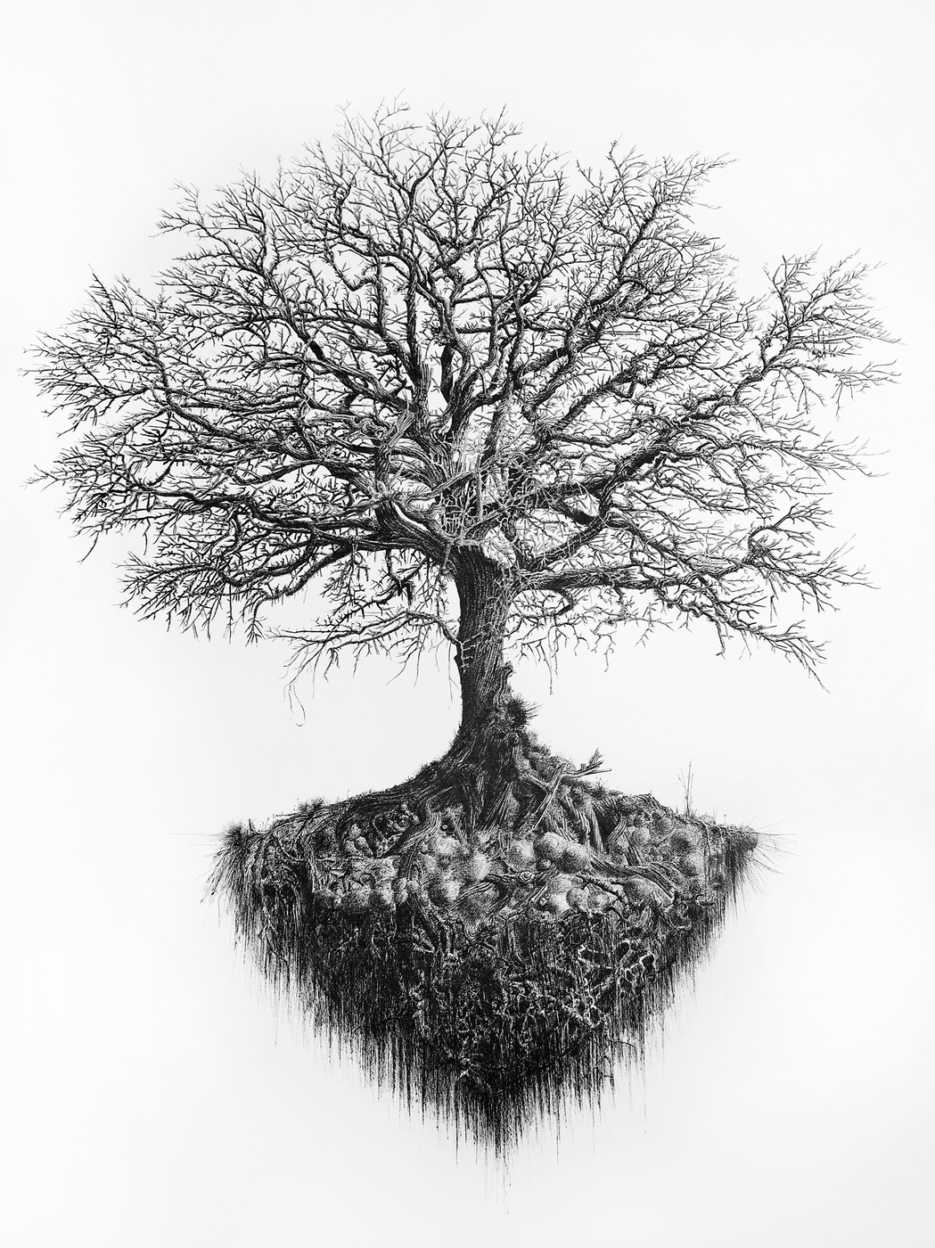 Zeno Filippini,  Fantastische Eiche II - Omaggio a Carl Wilhelm Kolbe, 2016, china al tratto su papier Arches (640 g/m2), 153 cm x 102 cm