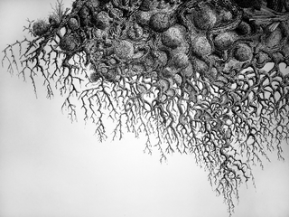 Zeno Filippini, My tree is your tree (dettaglio), 2018, china al tratto, inchiostro UV e acrilico su pannello multistrato, 160 cm x 115 cm